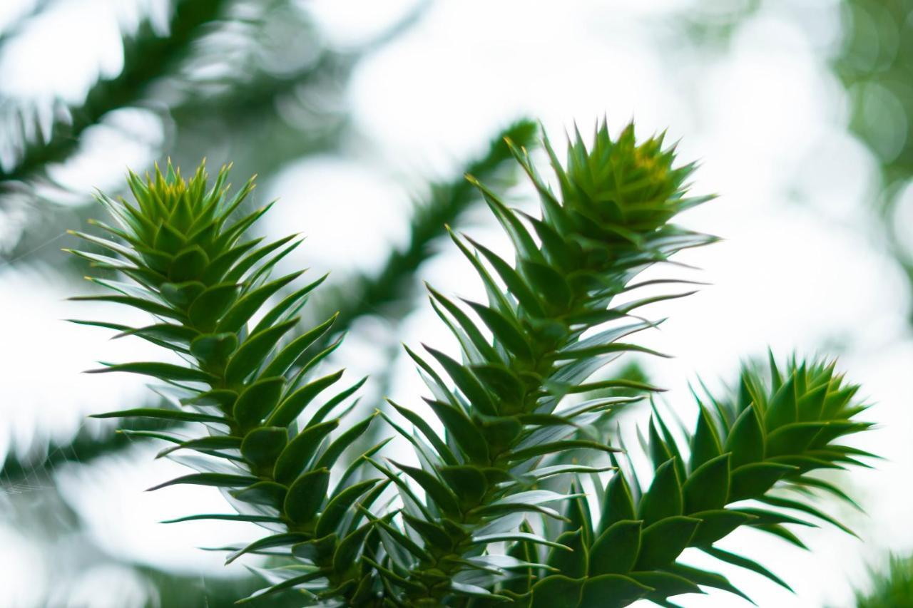 Le Gite Araucaria Le Tilleul Exterior foto